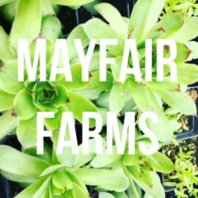 Mayfair Farms