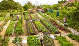 Community garden